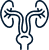 Urologie - Néphrologie